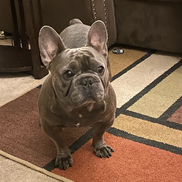 Meet your Posher, Victorie - Picture 4 of 5